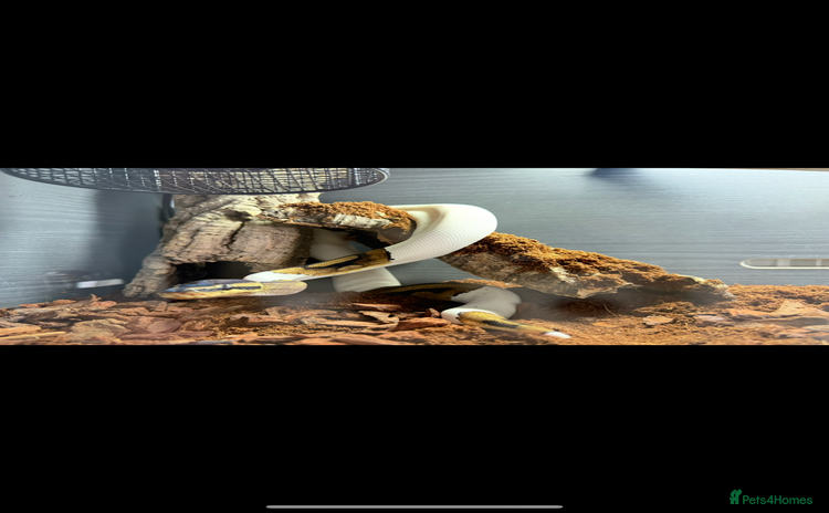 Python Snake reptiles - Advert 14