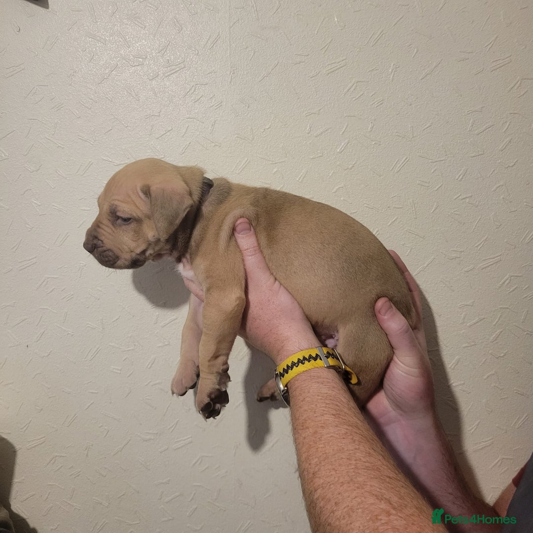 Presa Canario dogs for sale: Stunning litter of Presa Canario Puppies - Image 22