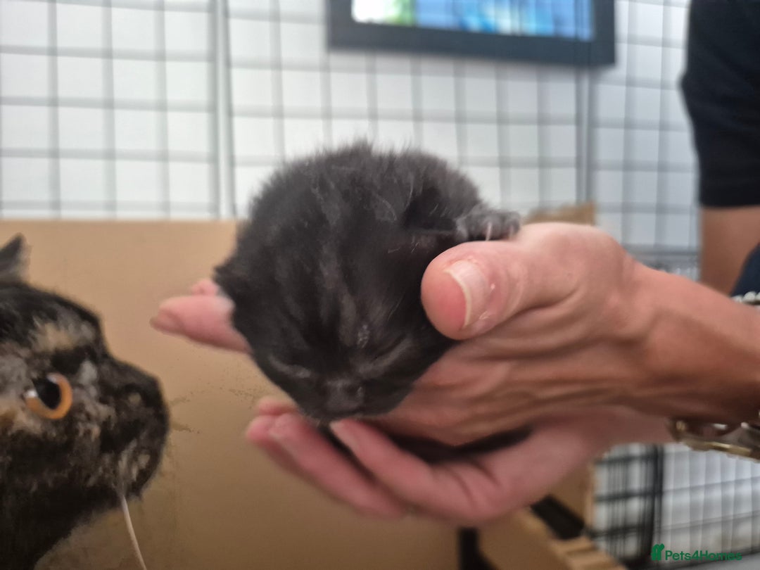 British Shorthair cats for sale: Beautiful Tortoiseshell and White pure BSH - Image 14