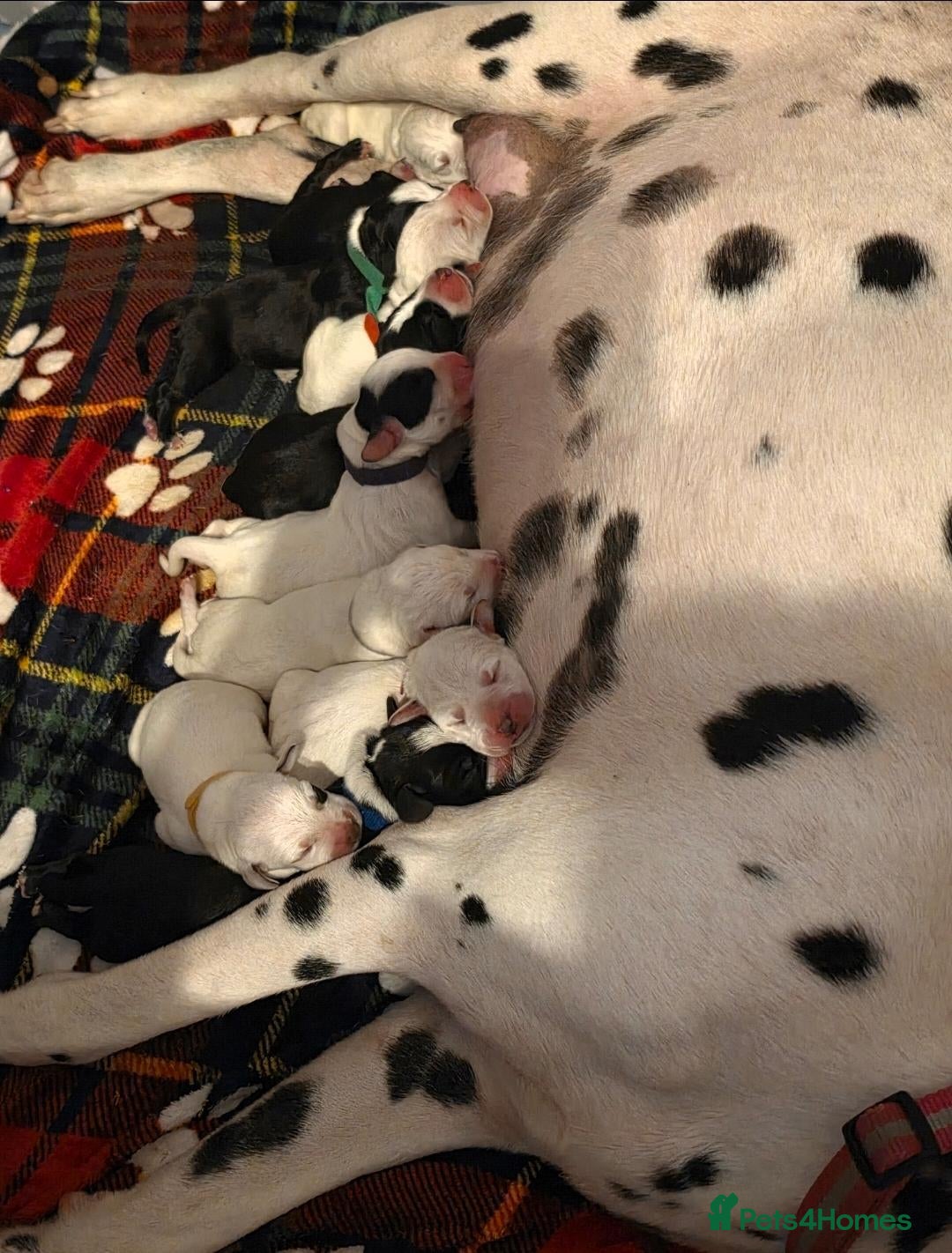 Mixed Breed dogs Dalmatian x cocker spaniel puppies  - Advert 1