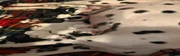 Mixed Breed dogs for sale: Dalmatian x cocker spaniel puppies  - Advert 1
