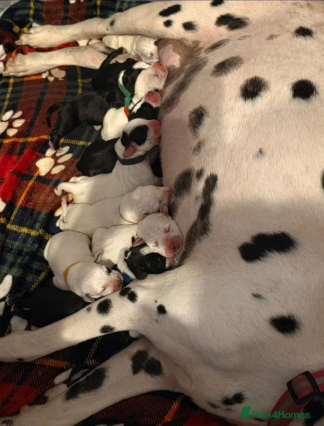 Mixed Breed dogs for sale: Dalmatian x cocker spaniel puppies  - Advert 1
