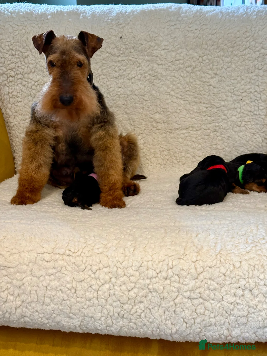 Welsh Terrier dogs for sale: Beautiful Welsh terrier puppies  - Advert 1