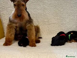 Welsh Terrier dogs Beautiful Welsh terrier puppies - Advert 5