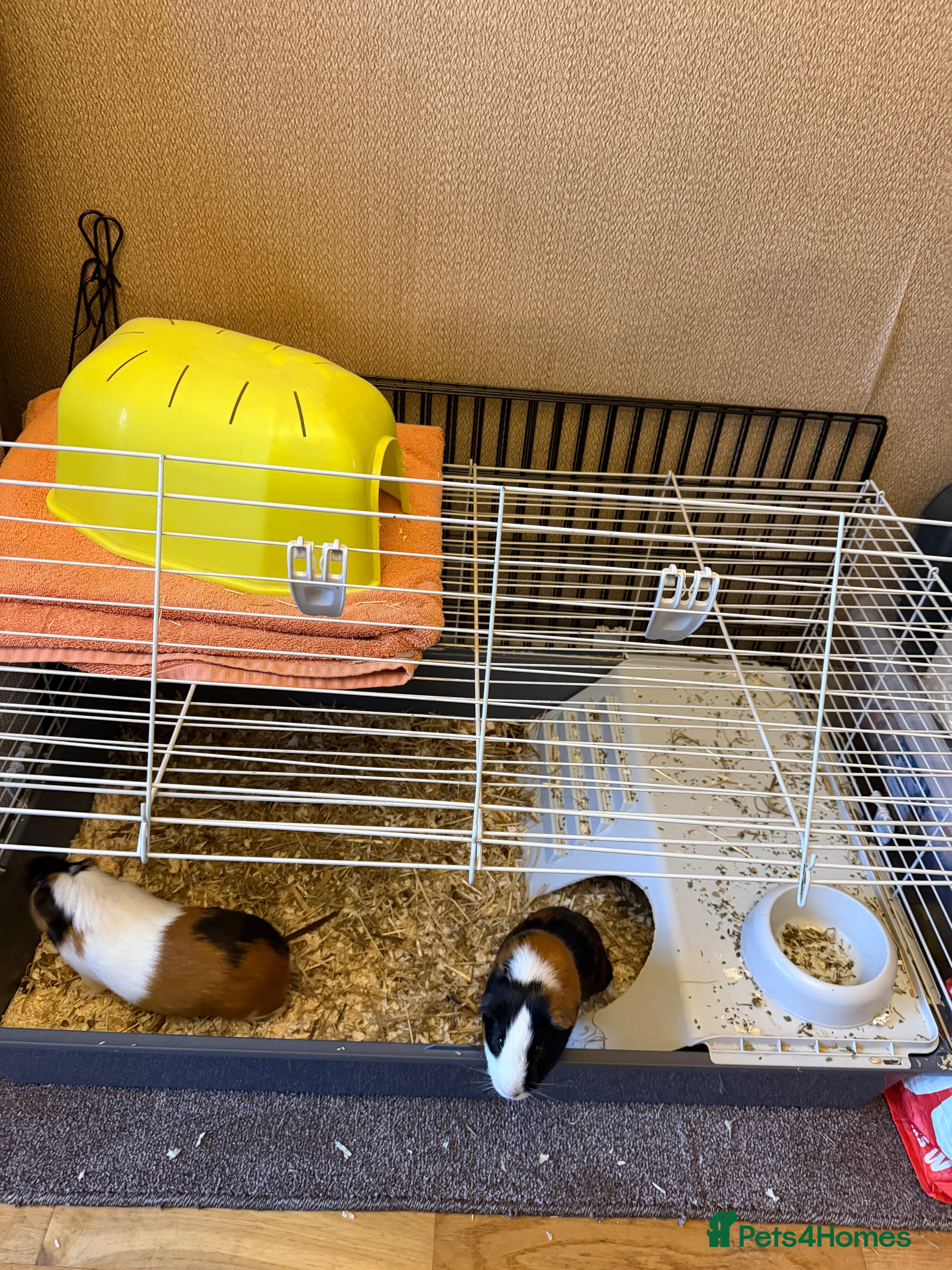 Guinea Pig rodents Guinea pigs  - Advert 1