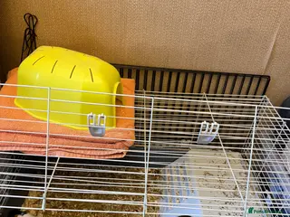 Guinea Pig rodents Guinea pigs - Advert 1