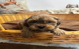 Shihpoo dogs for sale: gorgeous handsome litter  - Image 4