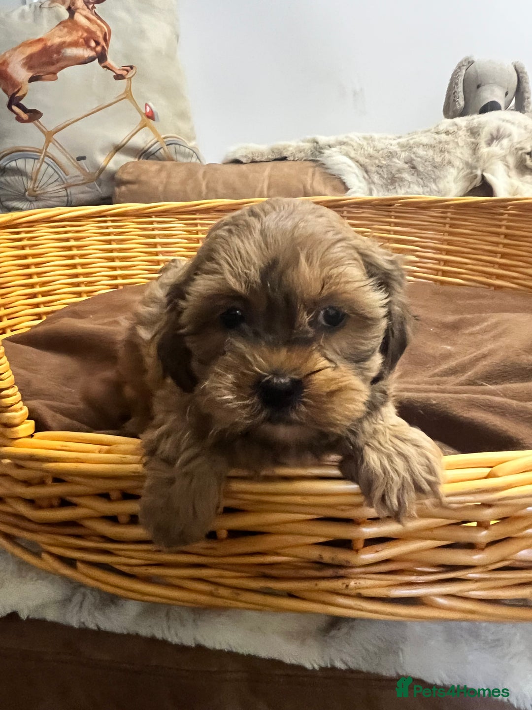 Shihpoo dogs for sale: gorgeous handsome litter  - Image 4