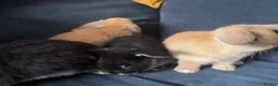 Mini Lop rabbits for sale: 4 x mini lops 8 weeks old for sale - Advert 7