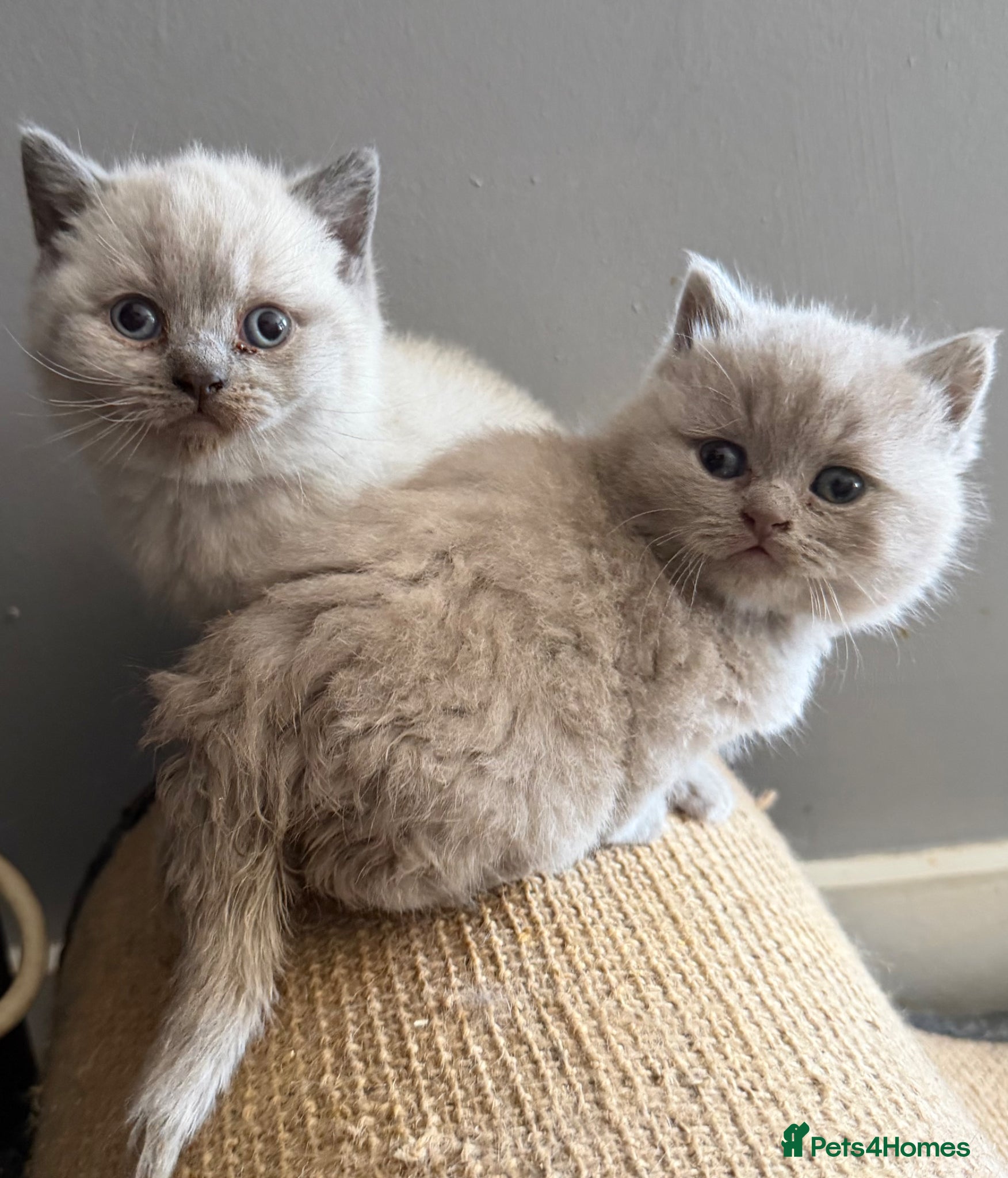 British Shorthair cats FOUR BRITISH SHORTHAIR KITTENS FOR SALE - Advert 1