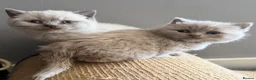 British Shorthair cats for sale: FOUR BRITISH SHORTHAIR KITTENS FOR SALE - Advert 8