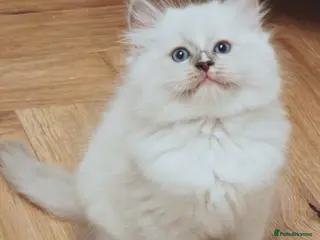 Ragdoll cats Beautiful Purebred Ragdoll Star-Quality Kittens - Advert 17