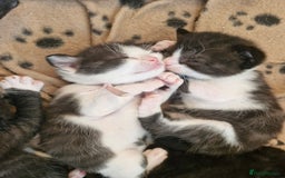 British Shorthair cats for sale: British Shorthair Mix Kittens  - Image 19