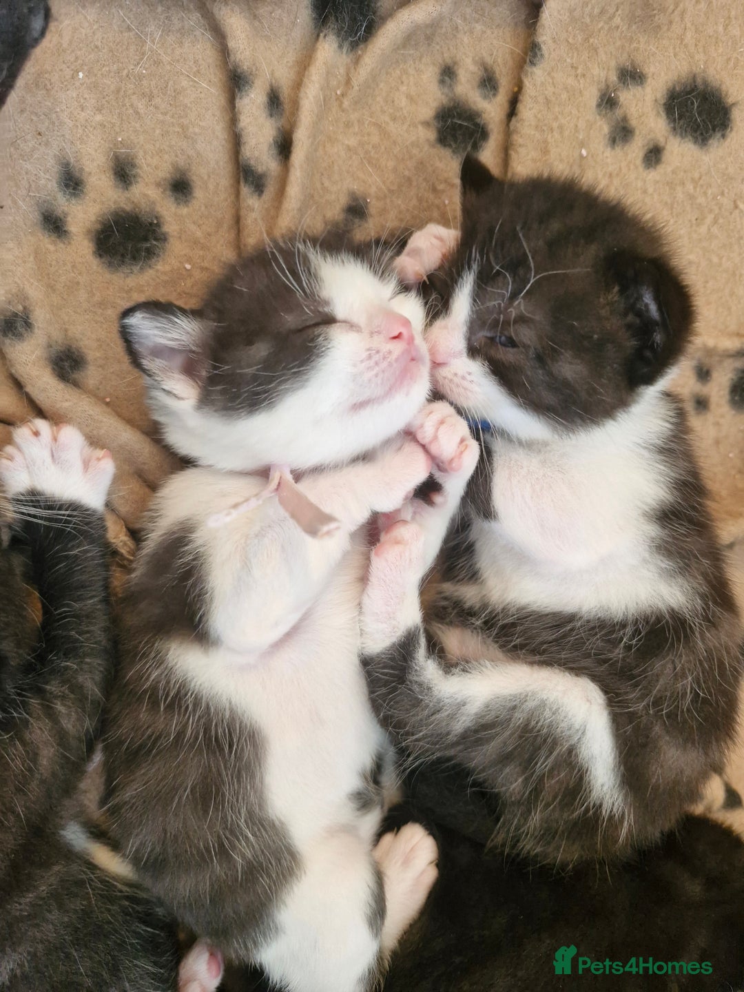 British Shorthair cats for sale: British Shorthair Mix Kittens  - Image 19