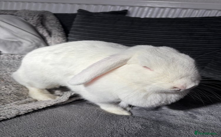 Vienna rabbits Snowy white rabbit  - Advert 11