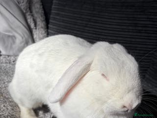 Vienna rabbits Snowy white rabbit - Advert 7