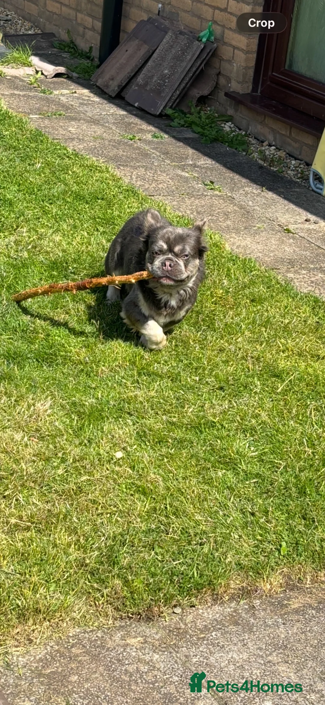 French Bulldog dogs for sale: This is Brodie our fluffy french bulldog 💙 - Advert 2