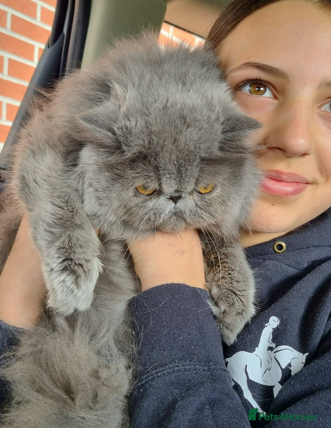 Persian cats for sale: Blue litter due in a few days time - Image 5