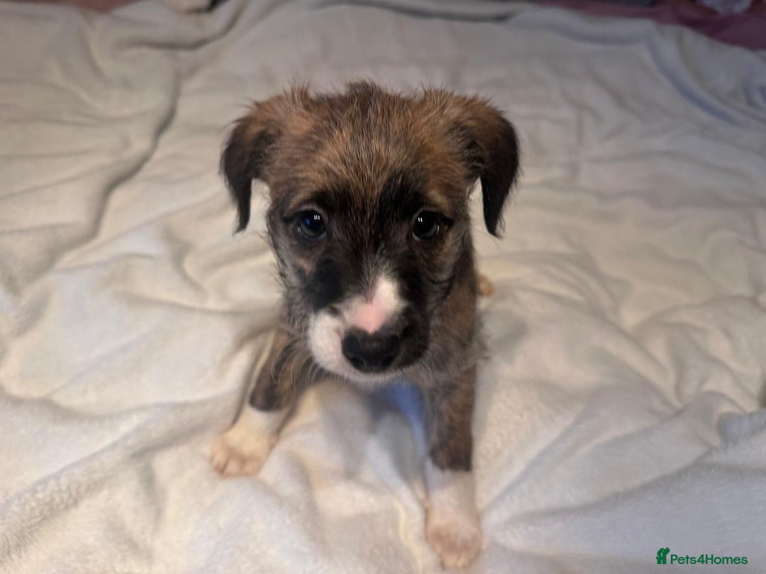 Mixed Breed dogs for sale: Italian Tzu puppies - Advert 6