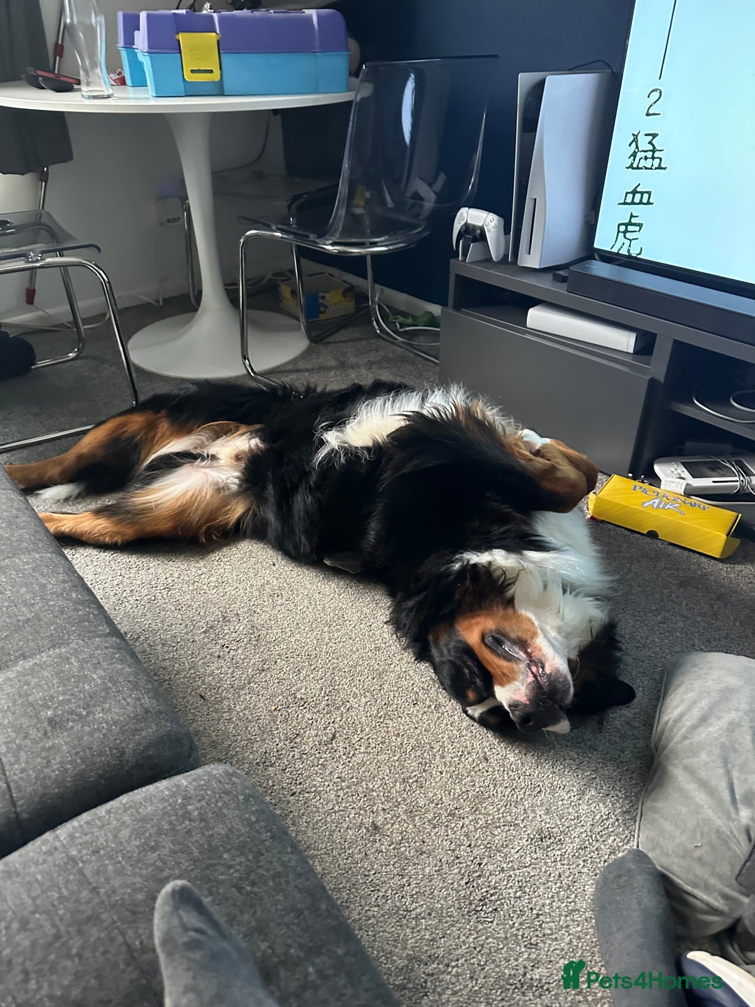 Bernese Mountain Dog dogs for sale: 2 Yr old Bernese - Advert 10