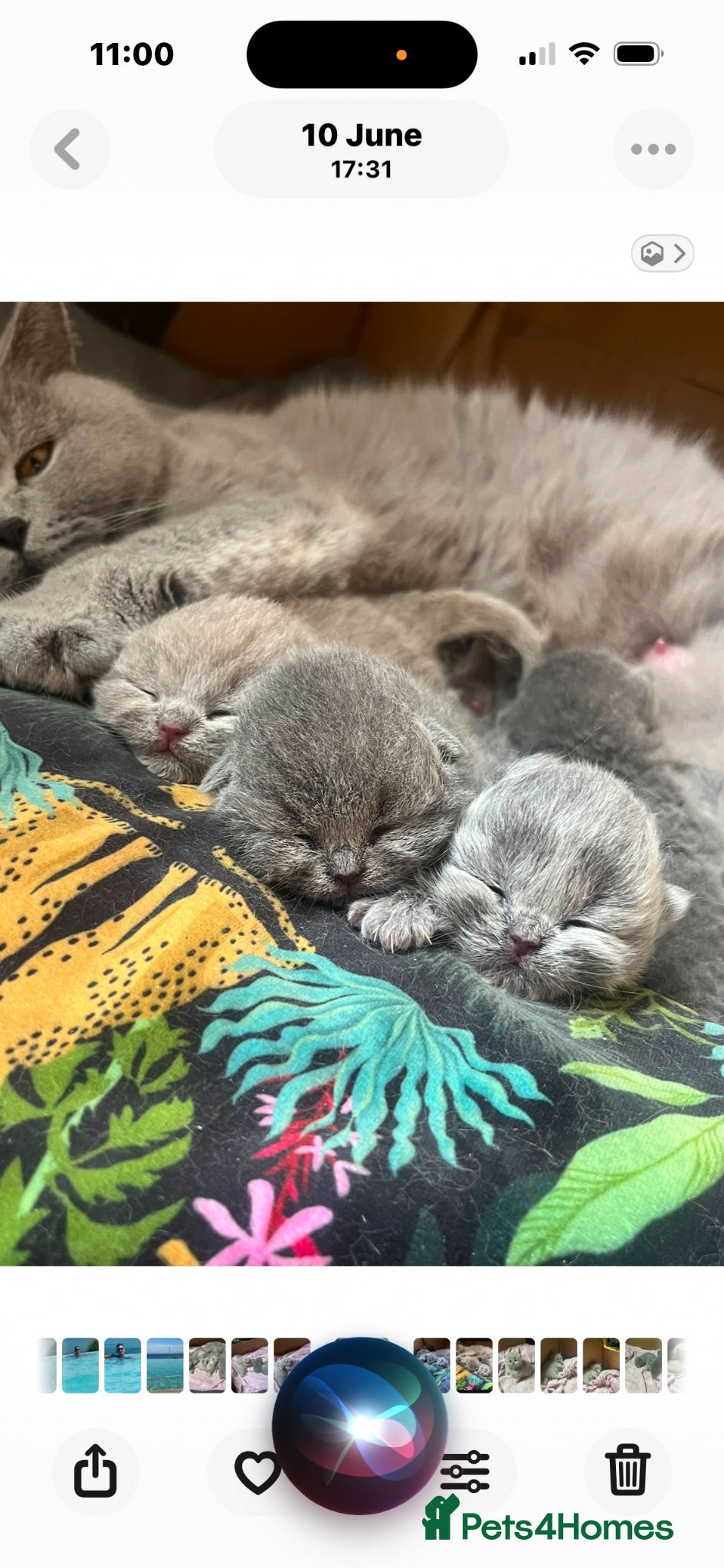 British Shorthair cats 5 Stunning BSH Blue and Lilac Kittens - Advert 2