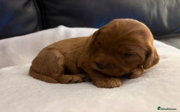 Mixed Breed dogs for sale: Cockapoo/Cavapoo Mix Puppies Available 10 Nov 25 - Image 15