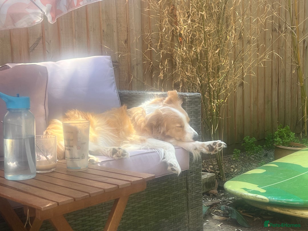 Border Collie dogs for sale: DUE 1st August Border collie Puppies - Image 15