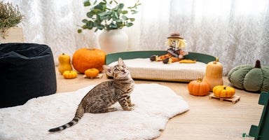 Bengal cats - Advert 13