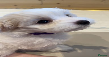 Maltese dogs - Advert 10