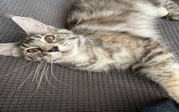 Maine Coon cats for sale: Maine Coon  - Image 2