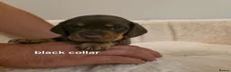 Miniature Dachshund dogs for sale: PEDIGREE KC MINIATURE DACHSHUND PUPPIES  🐶 ❤️ - Advert 17