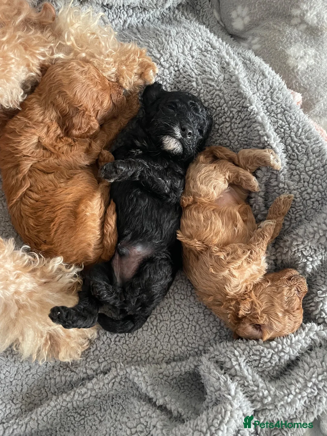 Toy Poodle dogs for sale: toy poodle pups  - Advert 1