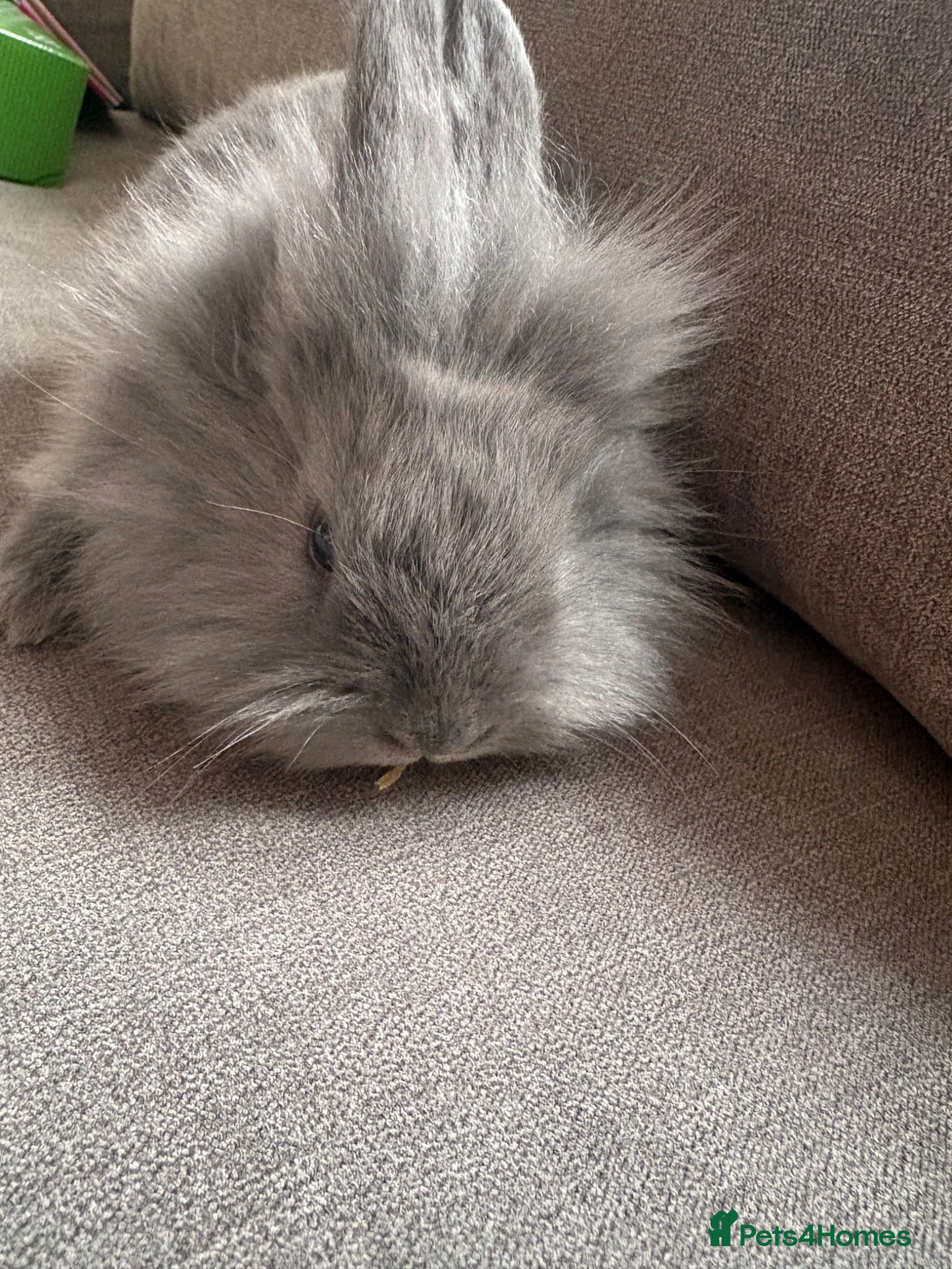 Mixed Breed rabbits Rex cross lions head rabbits  - Advert 11