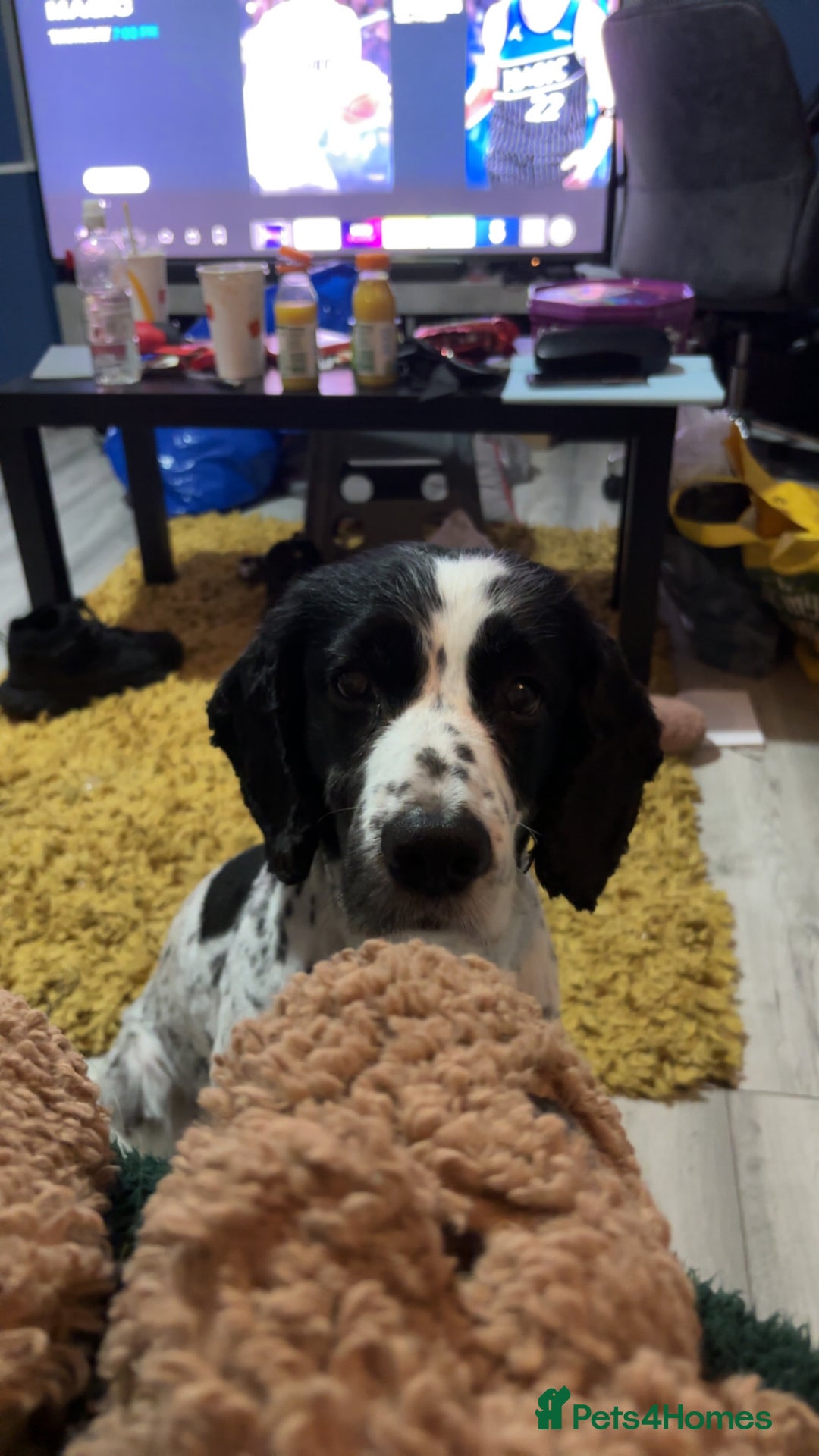 Cocker Spaniel dogs for stud: Male cocker spaniel for stud  - Advert 3