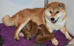Japanese Shiba Inu dogs for sale: Beautiful Japanese Shiba Inu Puppies - Image 14
