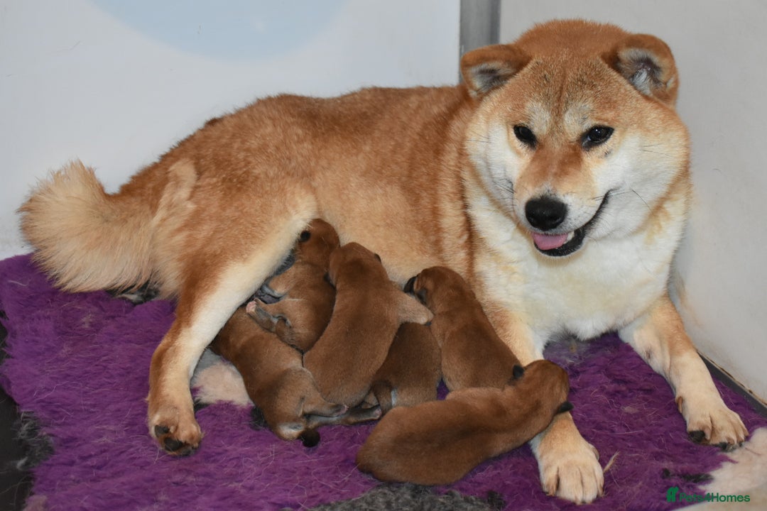 Japanese Shiba Inu dogs for sale: Beautiful Japanese Shiba Inu Puppies - Image 14