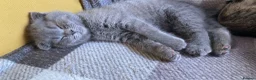 Scottish Fold cats for sale: Amazing scottisch for sale  - Advert 2