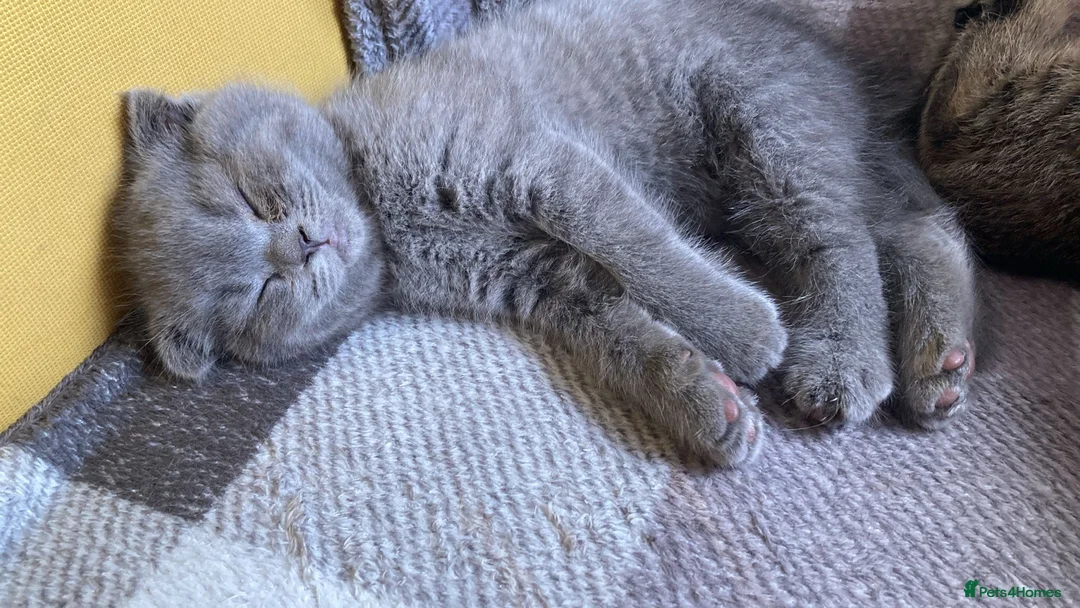 Scottish Fold cats for sale: Amazing scottisch for sale  - Advert 2