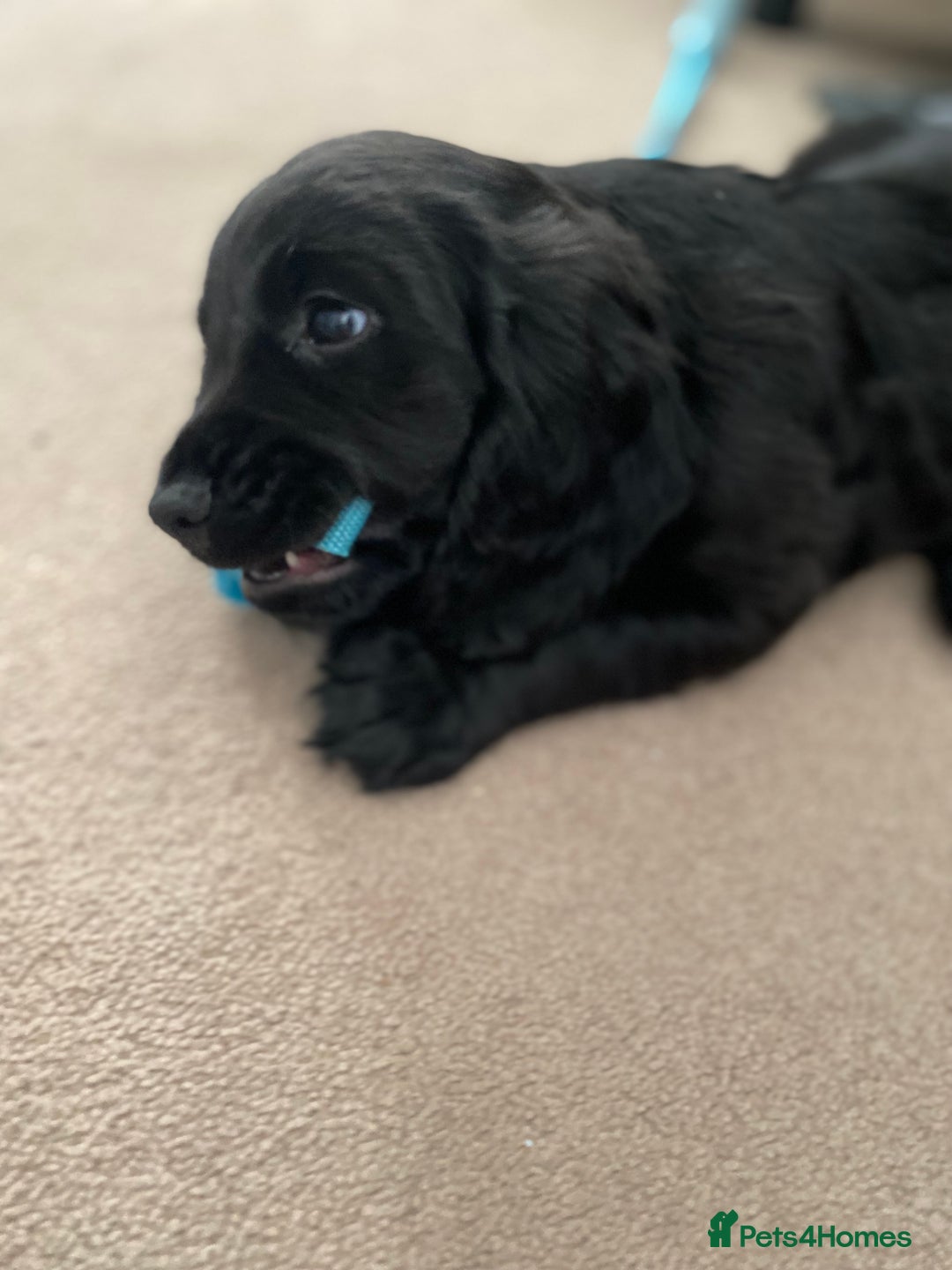 Cocker Spaniel dogs for sale: Superb Quality Royal KC Cocker Spaniel Puppies - Advert 13
