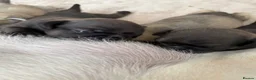 Pug dogs for sale: Beautiful Home-Reared Pug Puppies  Ready 25th June - Advert 10