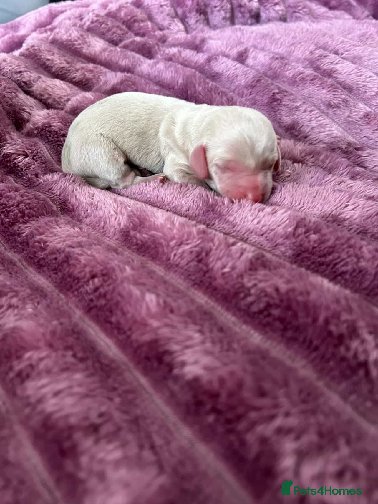 Miniature Dachshund dogs for sale: Absolutely stunning mini dachshunds  - Advert 3