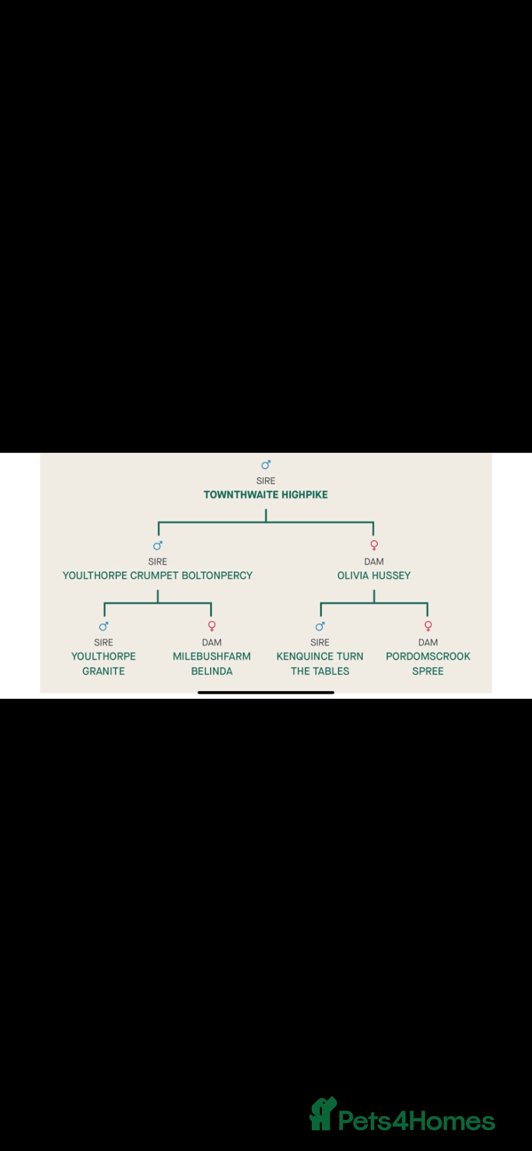 German Shorthaired Pointer dogs for stud: KC registered German Shorthaired Pointer for stud in Carlisle - Image 7