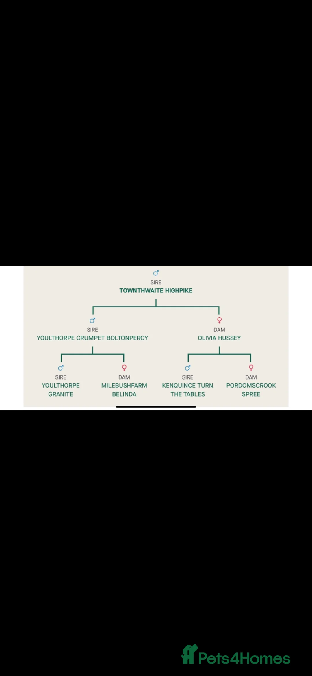 German Shorthaired Pointer dogs for stud: KC registered German Shorthaired Pointer for stud in Carlisle - Advert 7