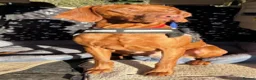Hungarian Vizsla dogs for sale: Hungarian Vizsla Puppies for Sale - Advert 5