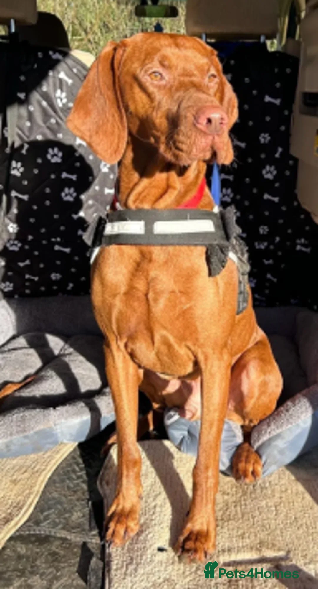 Hungarian Vizsla dogs for sale: Hungarian Vizsla Puppies for Sale - Advert 5