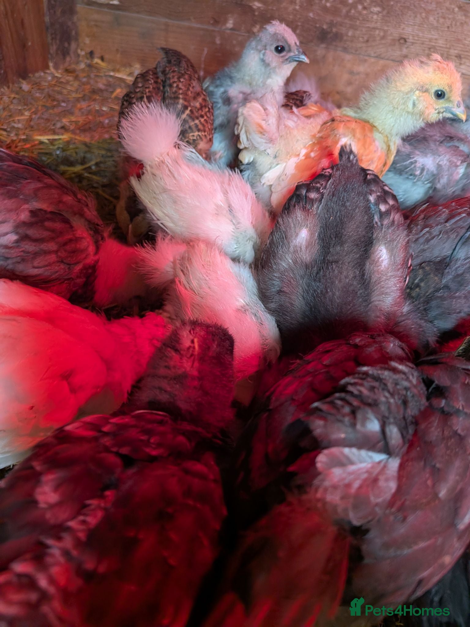 Chickens poultry Chicks mixed silkie and silkie crosses  - Advert 20