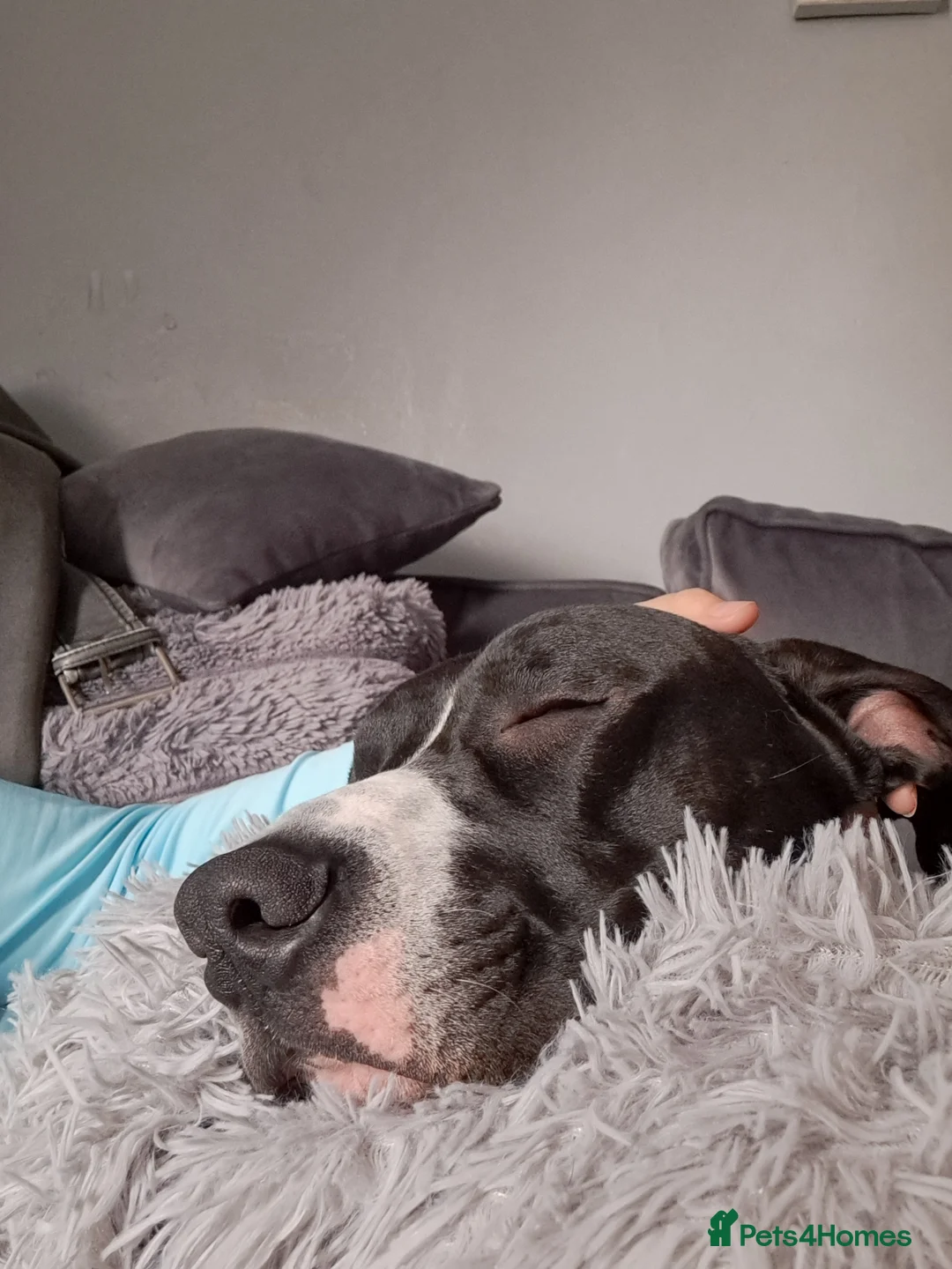 Lurcher dogs for stud: Lurcher for stud - Advert 6