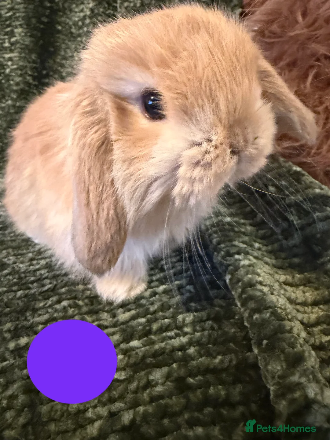 Mini Lop rabbits for sale: Mini Lop crossed Lion Lop Bunnies  - Advert 5