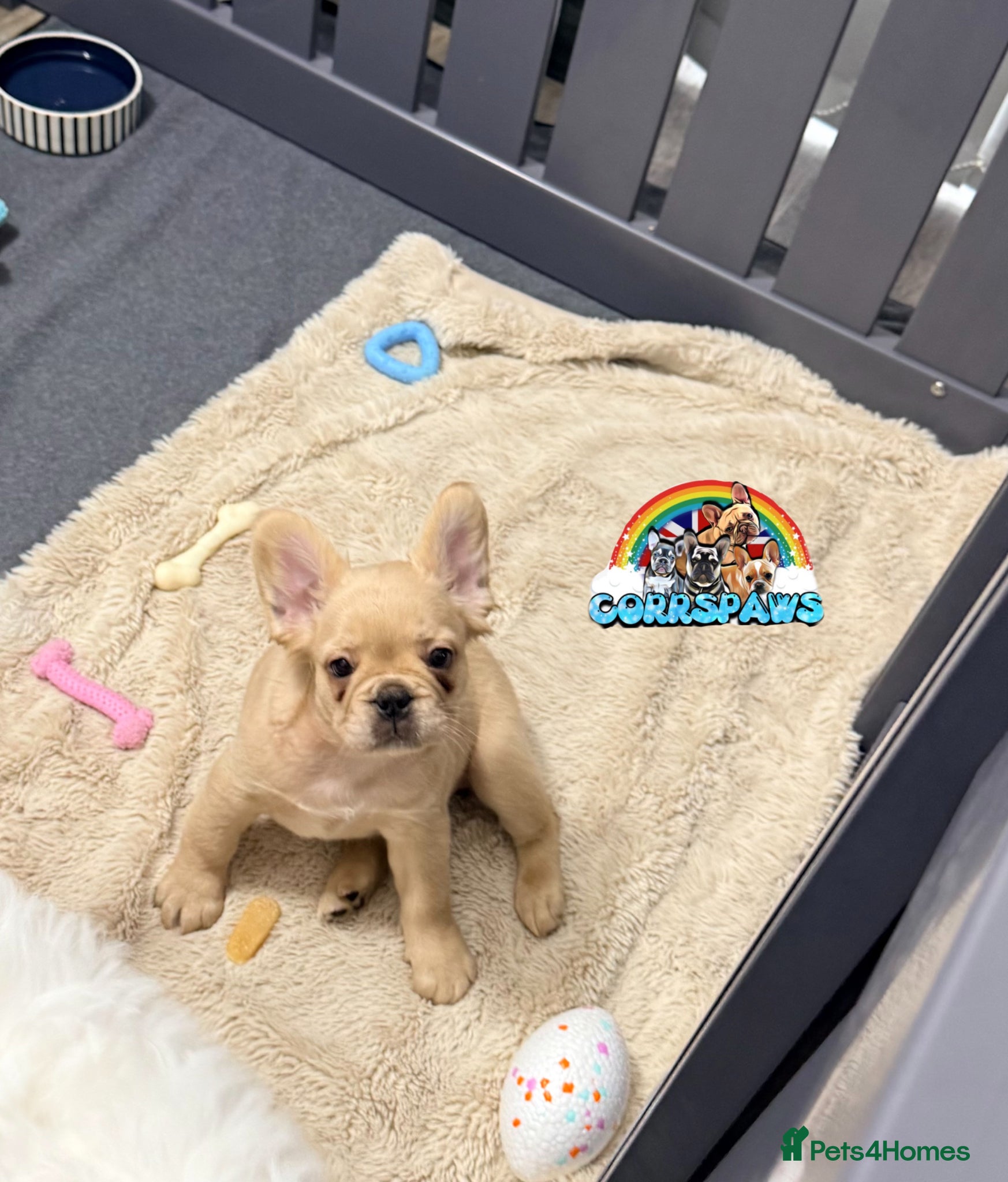French Bulldog dogs Last female French Bulldog both vaccines complete - Advert 2