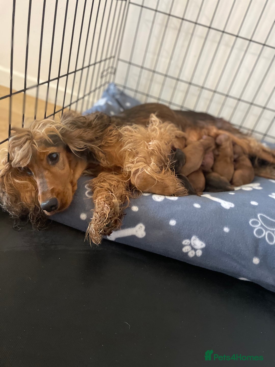 Cockapoo dogs for sale: 🌟 8 beautiful F1 b cockapoo puppies 🌟 - Image 15